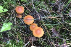 Pilze
