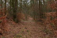 Durch endlose Buchenwälder